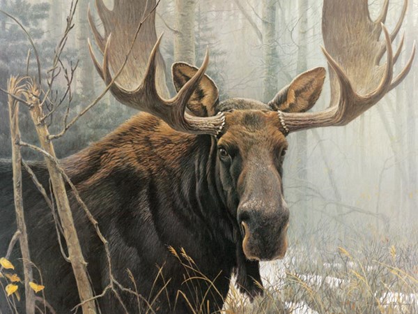 Cobble Hill (52080) - Robert Bateman: "Bull Moose" - 500 brikker puslespil