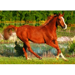 Trefl (371840) - "The Beauty Of Gallop" - 500 brikker puslespil