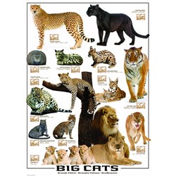 Eurographics (6000-0125) - "Big Cats" - 1000 brikker puslespil