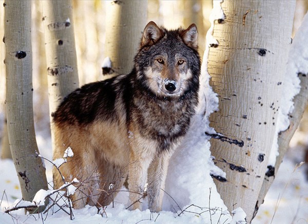 Clementoni (31955) - "Winter Hunting" - 1500 brikker puslespil