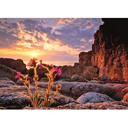 Heye (29671) - Alexander von Humboldt: "Red Campion" - 1000 brikker puslespil