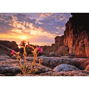 Heye (29671) - Alexander von Humboldt: "Red Campion" - 1000 brikker puslespil