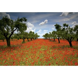 Educa (15992) - "Poppy Field" - 1000 brikker puslespil
