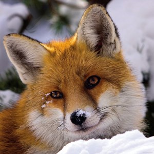 Heye (29747) - "Fox" - 1000 brikker puslespil