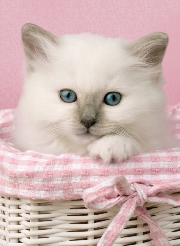 Clementoni (30391) - "Sweet Eyes" - 500 brikker puslespil