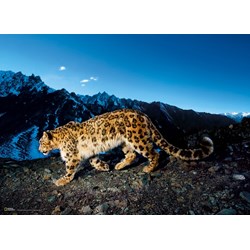 Clementoni (39376) - "Snow Leopard" - 1000 brikker puslespil