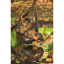 Clementoni (39301) - "Chimpanzee" - 1000 brikker puslespil