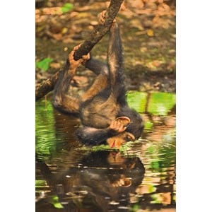 Clementoni (39301) - "Chimpanzee" - 1000 brikker puslespil