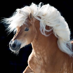 Heye (29630) - "Horse" - 100 brikker puslespil